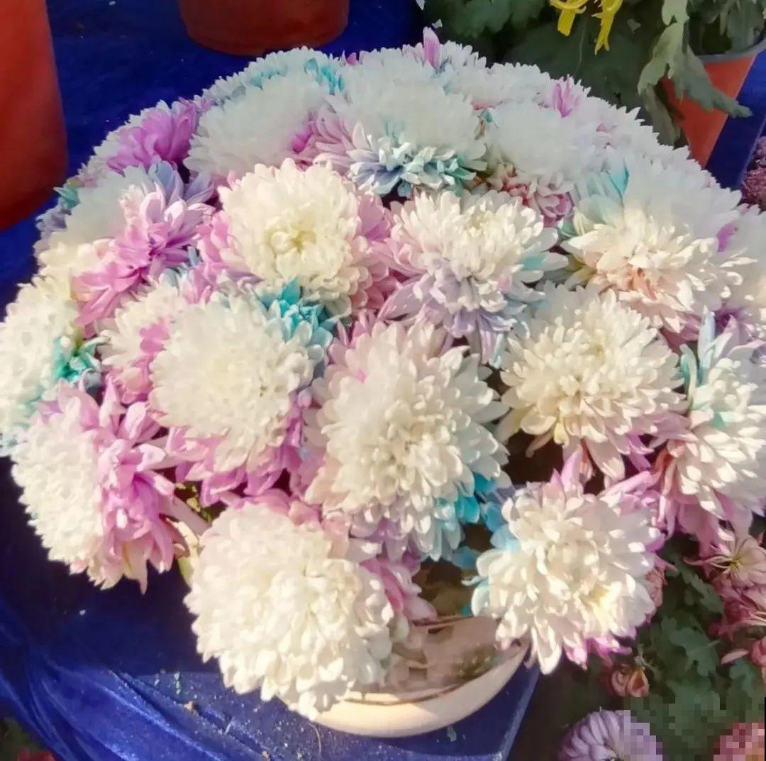 一盆菊花一万二，能开出七个颜色，真是少见