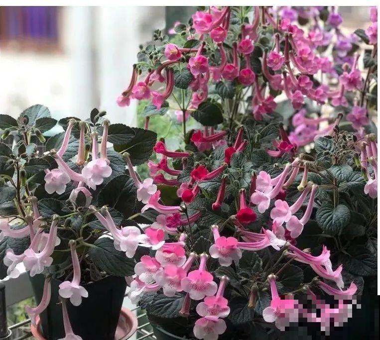 长筒花是“室内花量王者”，没光也能开爆盆，阳台党福音