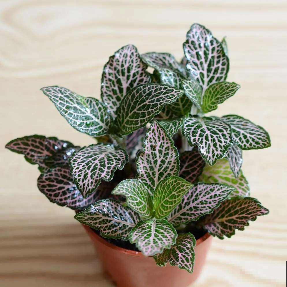 绿植中的“颜值担当”，叶子比花还要美，家里没光也长得旺