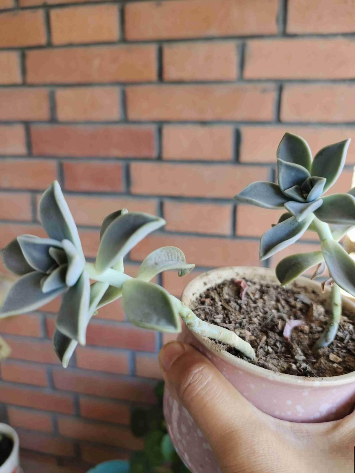 3年没买多肉,活着的都养成了老桩,也成了我的情感寄托 3年没买多肉,活着的都养成了老桩,也成了我的情感寄托