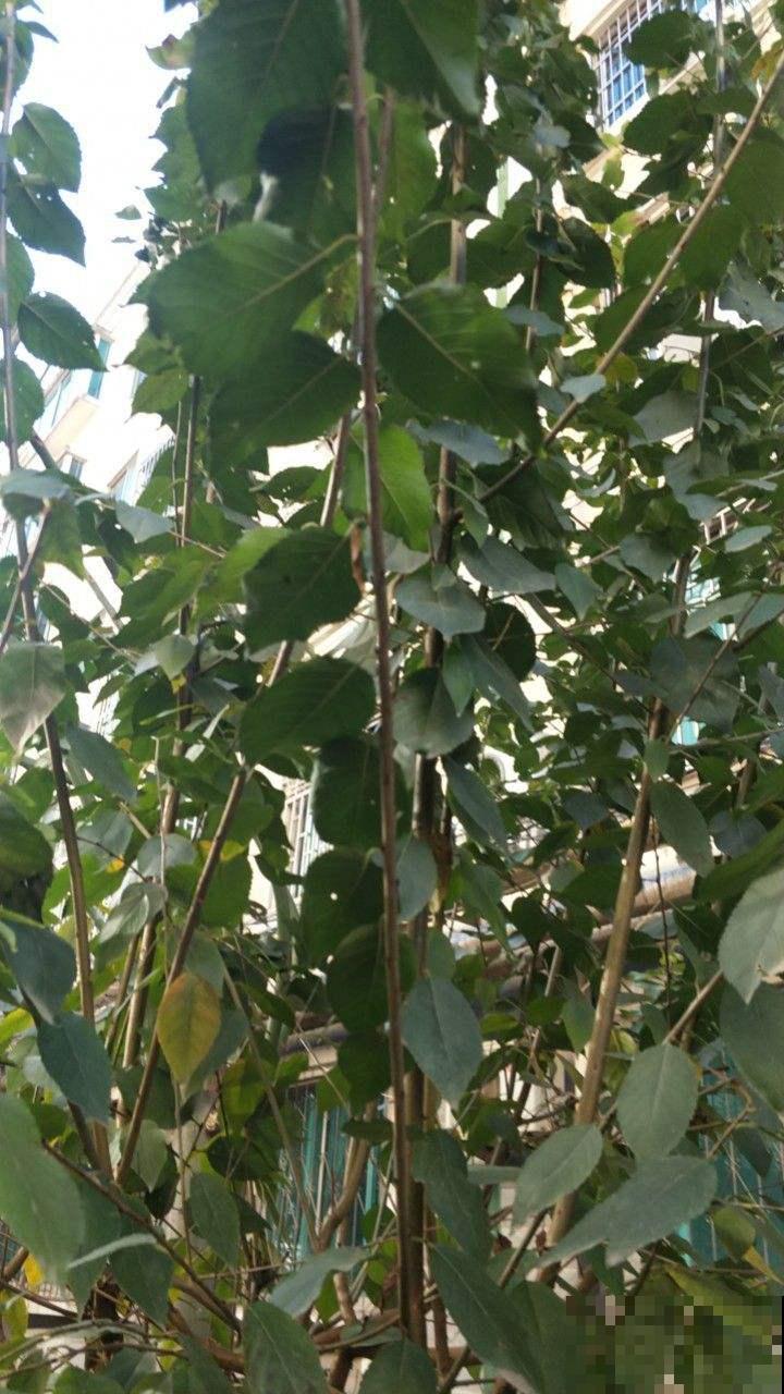 “宅后有榆，百鬼不近”，庭院里养一棵榆树，镇宅又吉祥