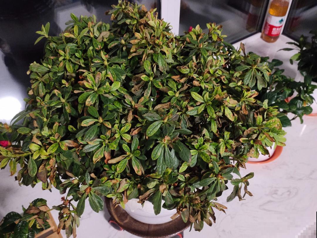 养花“急救”方法，1步搞定，别越拖越严重！