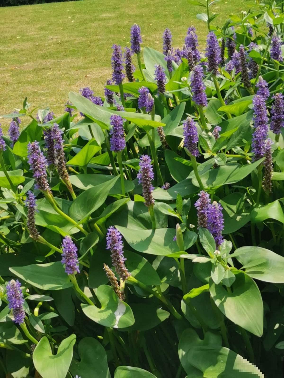 一种蓝紫色的花，神似薰衣草，它的真名没几个人知道