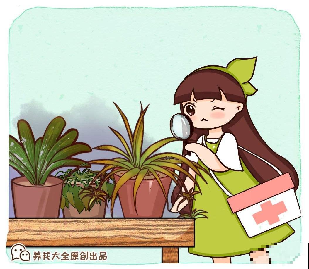 养花交过的智商税，8年资深花农告知你，这5点坑了你不少钱