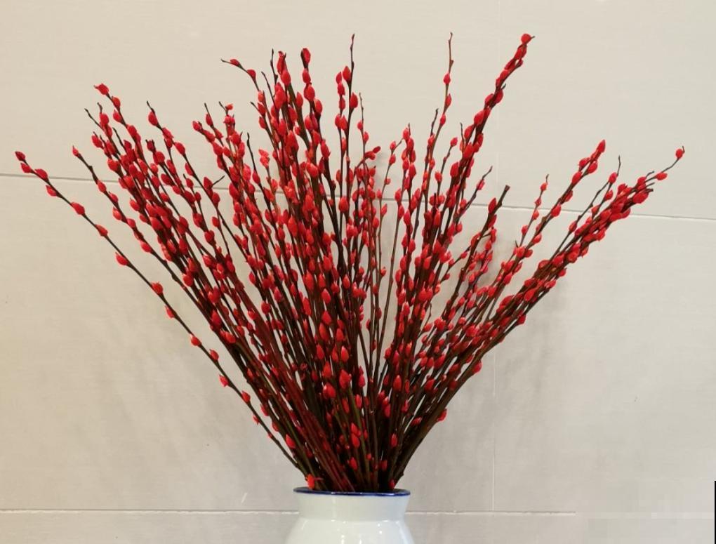 当之无愧的旺财花,花市买一把,能养好几年 当之无愧的旺财花,花市买一把,能养好几年