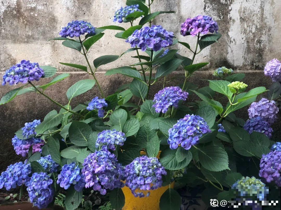 冬天扦插6种花，简单易成活，一盆变多盆