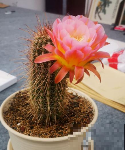 老师布置了1份作业，导致我和孩子冷战三天，到底是谁错了