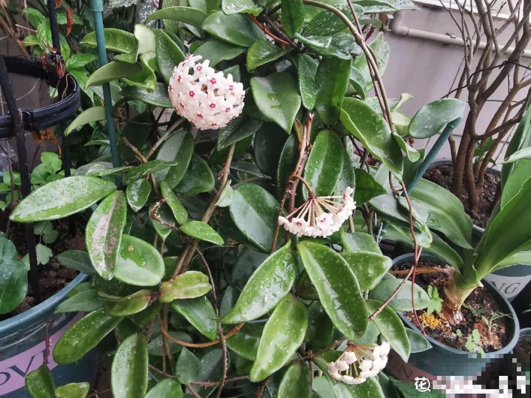 10种花得穷养，盆越小、水越少，越长得旺