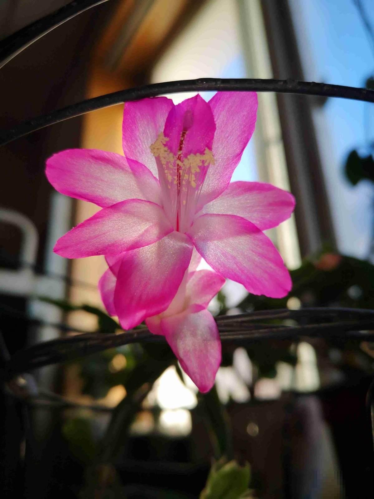 最适合养家里的6种“福气花”，再不买，价格就要涨一倍