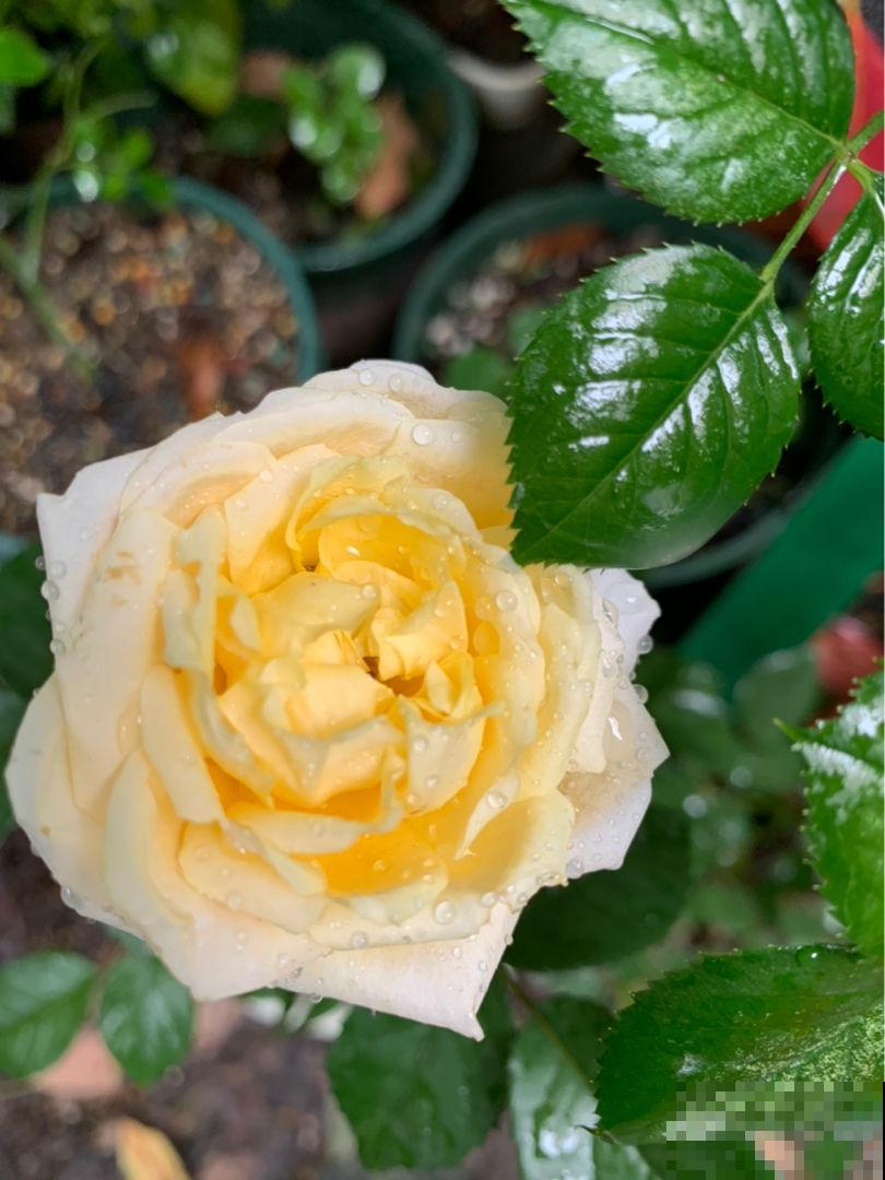 养花遇到红蜘蛛,教你3招让它“全军覆没”,简单好用 养花遇到红蜘蛛,教你3招让它“全军覆没”,简单好用