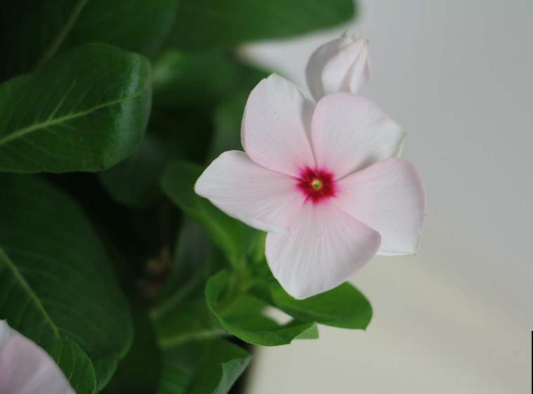 有了2种花,阳台变小花园,看着就心情好! 有了2种花,阳台变小花园,看着就心情好!