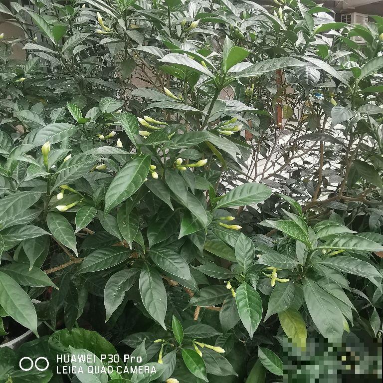 1个塑料袋,让植物安稳过冬,操作很简单 1个塑料袋,让植物安稳过冬,操作很简单