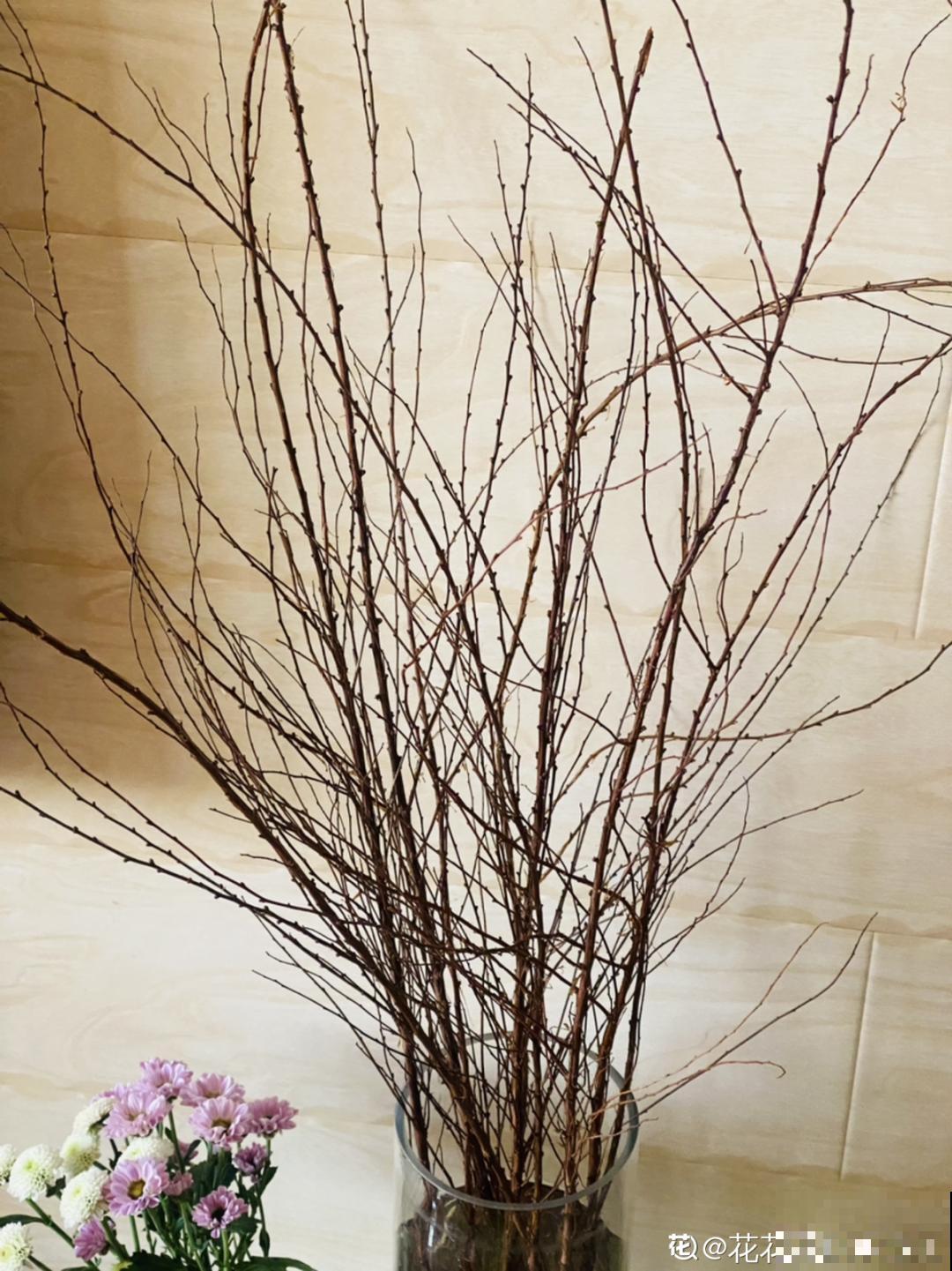 1种花叫“雪柳”，剪几根枝插水里，7天长叶，一个月开花，绝美