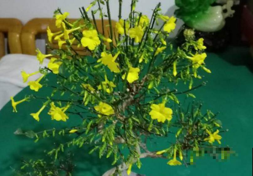 能室外过冬的7种植物，零下30度照样能活，冬天养很皮实