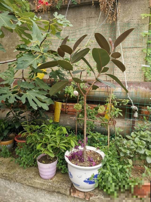 8种花养在家里不占地方,还很有格调,秋冬养正合适 8种花养在家里不占地方,还很有格调,秋冬养正合适