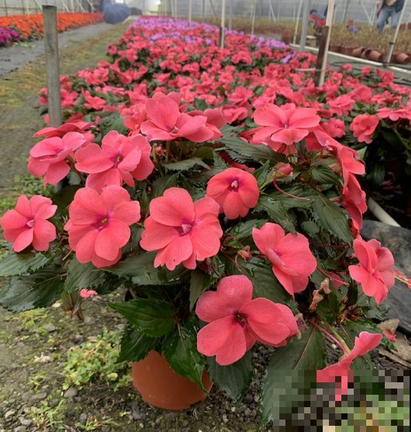 7种花，老年人尤其喜爱，路边看见了就走不动道儿