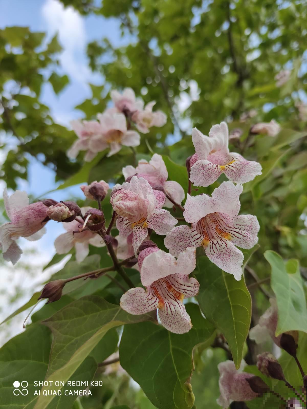 “吉树入吉宅，富贵自然来”，家里的6种树类盆栽，好看又吉祥