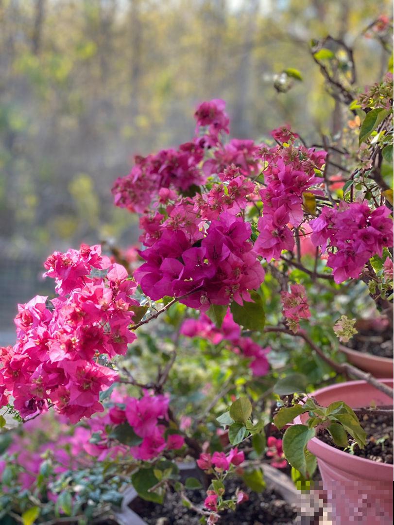 三角梅不开花如何解决，牢记三大要点，春天花开满树