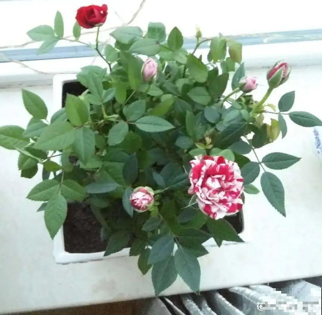 8种花，年年买，年年养死，今年可别当冤大头