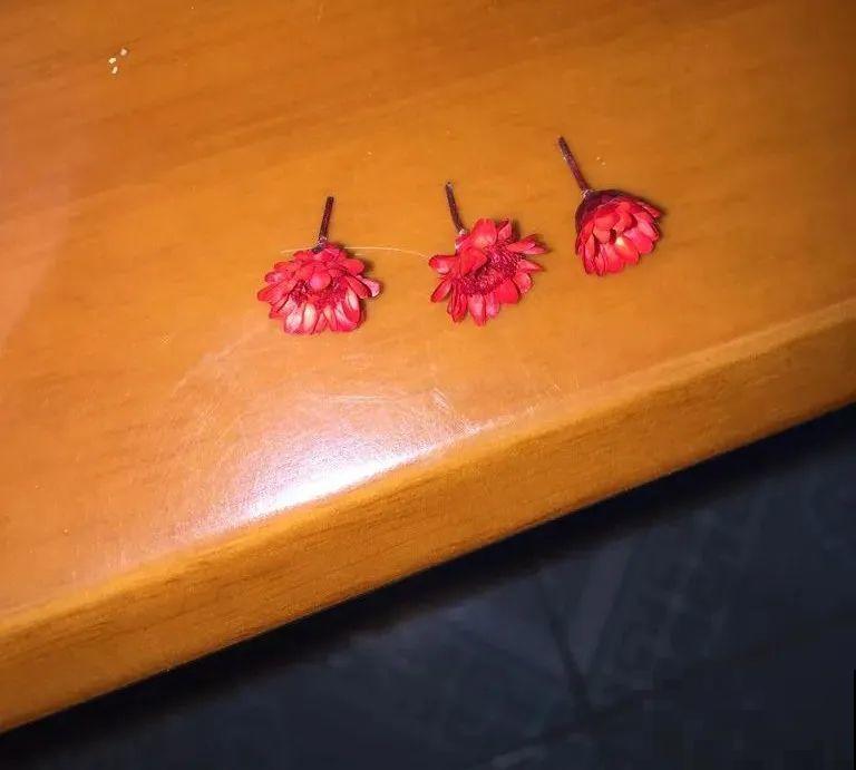 腊月买花要睁大眼,这8种花别要,养不活还浪费钱 腊月买花要睁大眼,这8种花别要,养不活还浪费钱