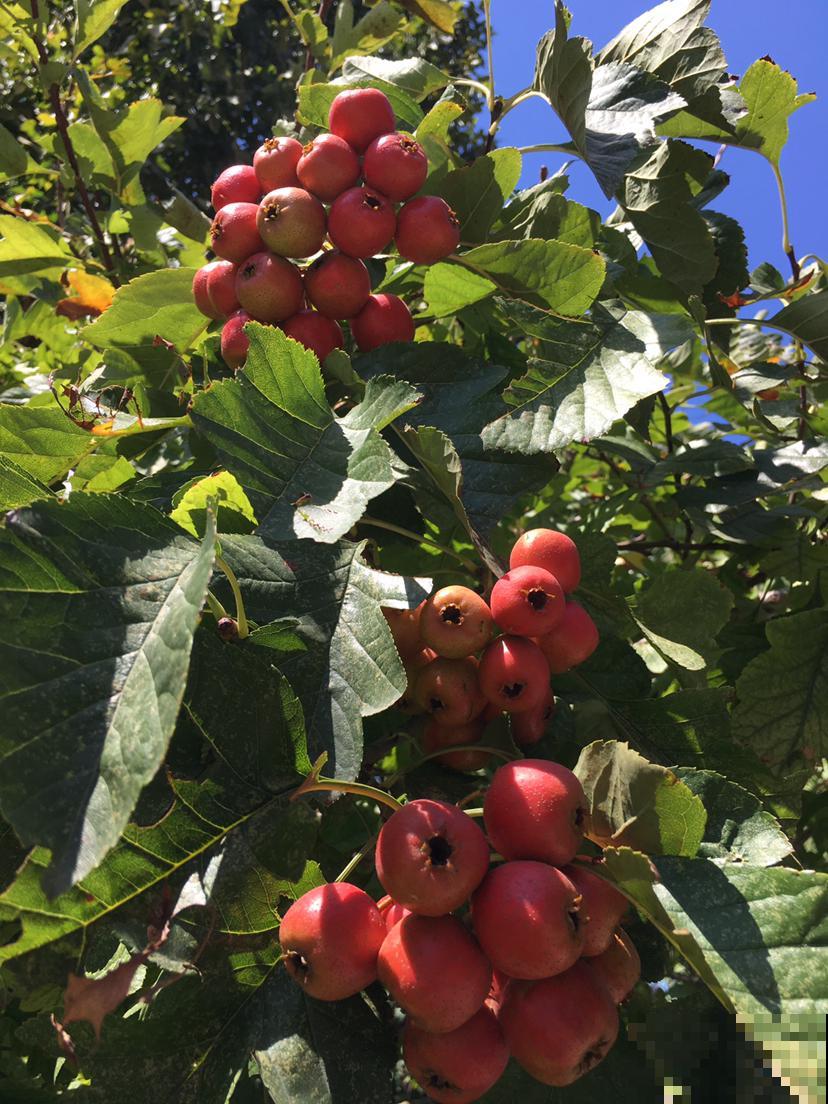 庭院里种什么果树比较好？这5种好吃又旺宅，果香满园甜到爆