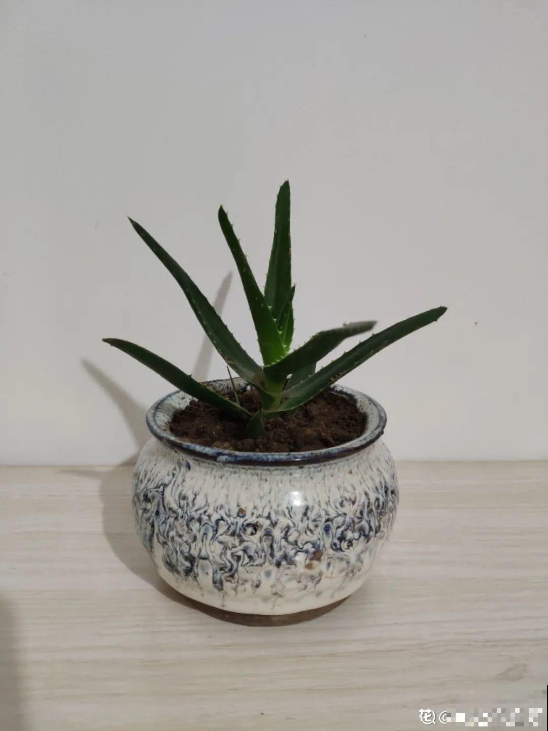 新房装修完，养盆“天然净化器”，净化空气身体棒