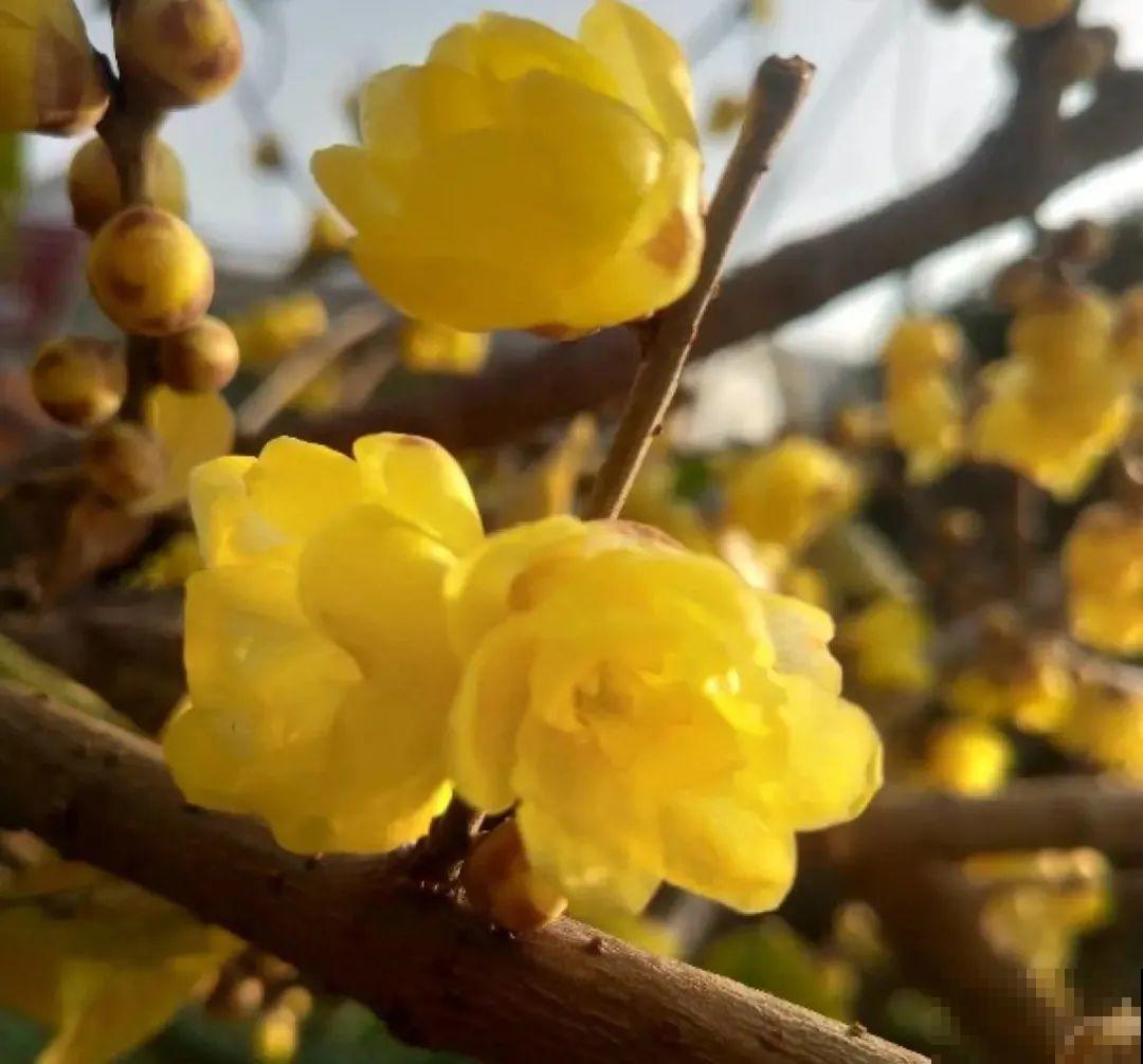 路上看见银杏果,不要捡,小心有毒! 路上看见银杏果,不要捡,小心有毒!