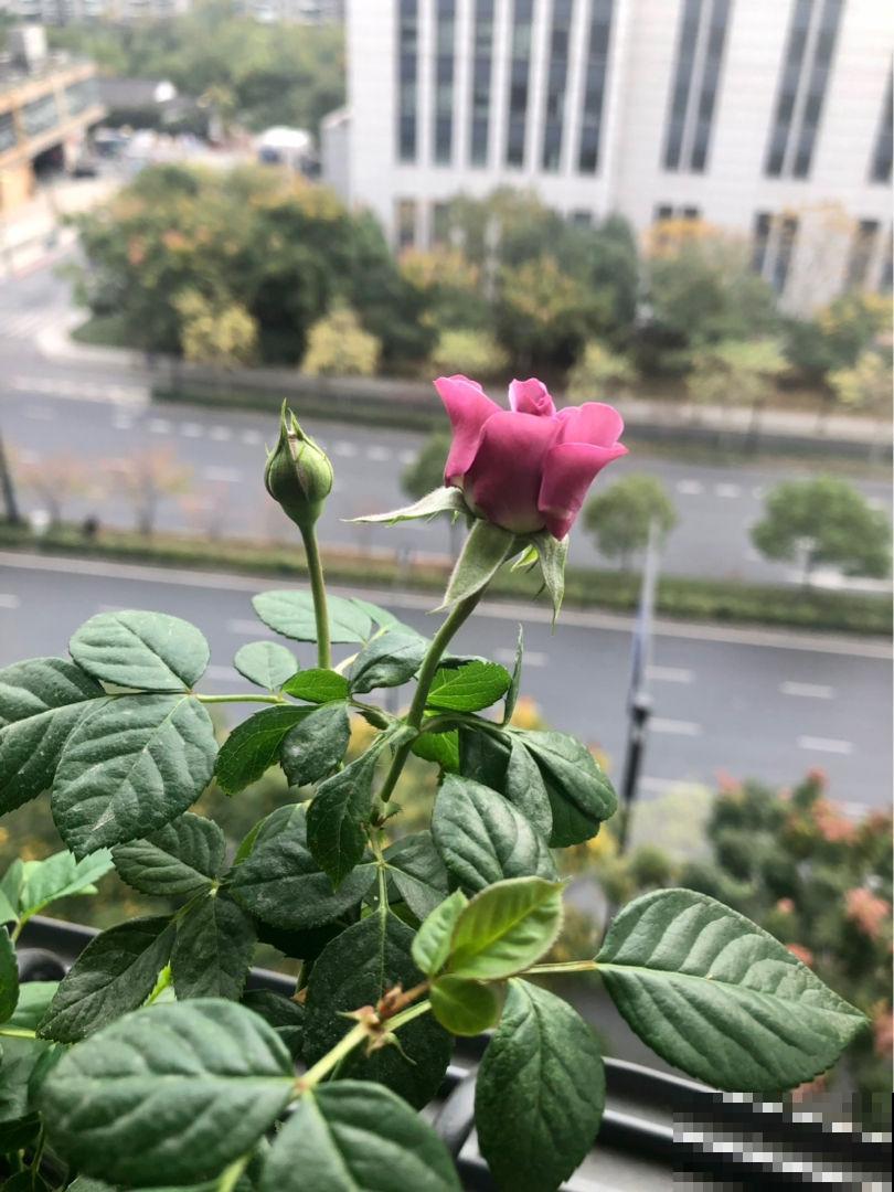 植物即将“冬眠”，需知3个知识点，第二年才能枝繁叶茂