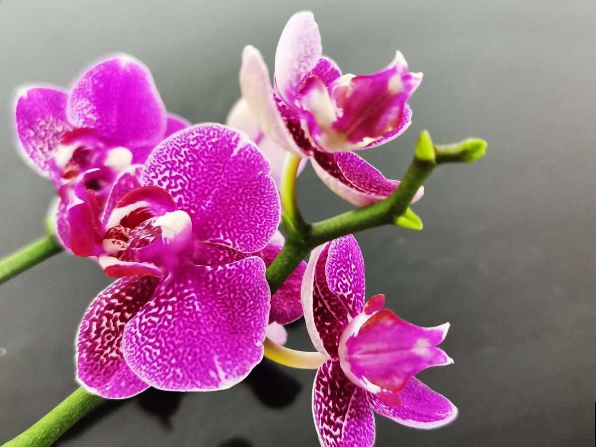 5种花虽然好看，但坏毛病特别多，谁养谁痛苦