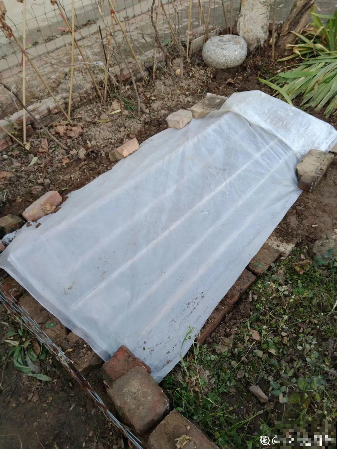 冬天扦插6种花，简单易成活，一盆变多盆