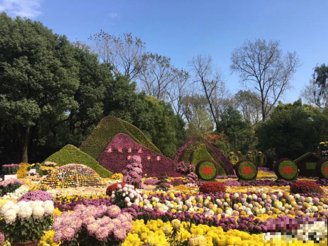 一盆菊花一万二，能开出七个颜色，真是少见