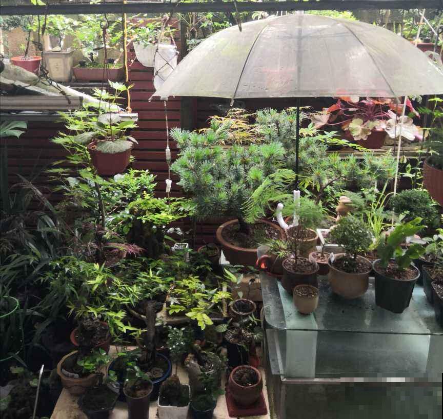 北方冬天，她的院子依旧开花满园，南方人看了都羡慕