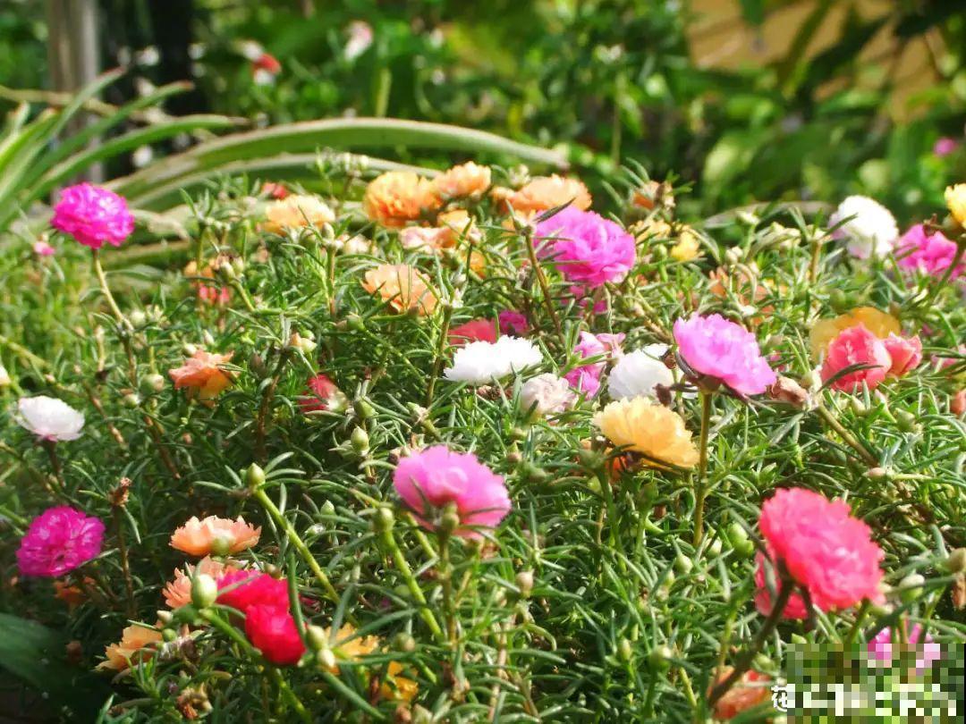 9种花特怕冷,现在赶紧套个袋,保暖很重要 9种花特怕冷,现在赶紧套个袋,保暖很重要