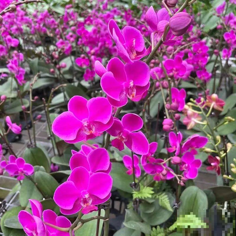 能开大半年的“蝴蝶花”,皮实耐阴好养活,养在家里喜庆热闹 能开大半年的“蝴蝶花”,皮实耐阴好养活,养在家里喜庆热闹