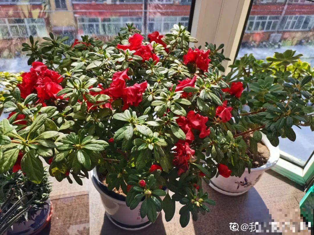 9种花,冬天狠心剪一刀,剪对了明年妥妥爆花 9种花,冬天狠心剪一刀,剪对了明年妥妥爆花