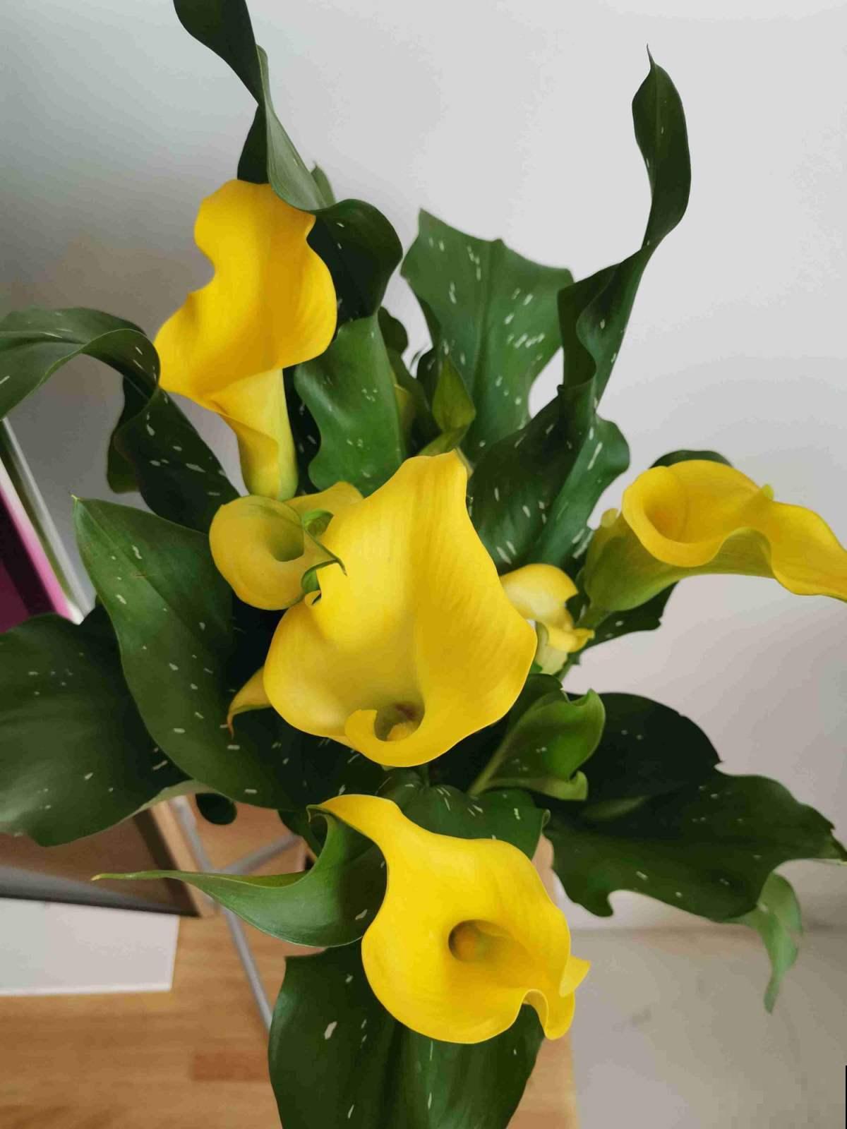 像漏斗一样的花，多浇水才能长得好，再也不担心浇多了