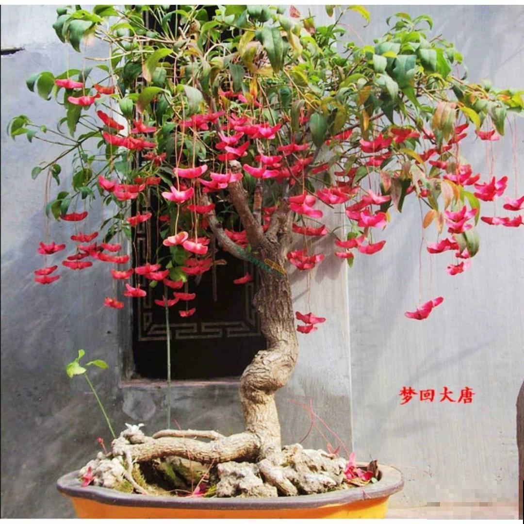 1种花俗称“摇钱树”，满盆长满小元宝，大吉大利，好看吉祥！