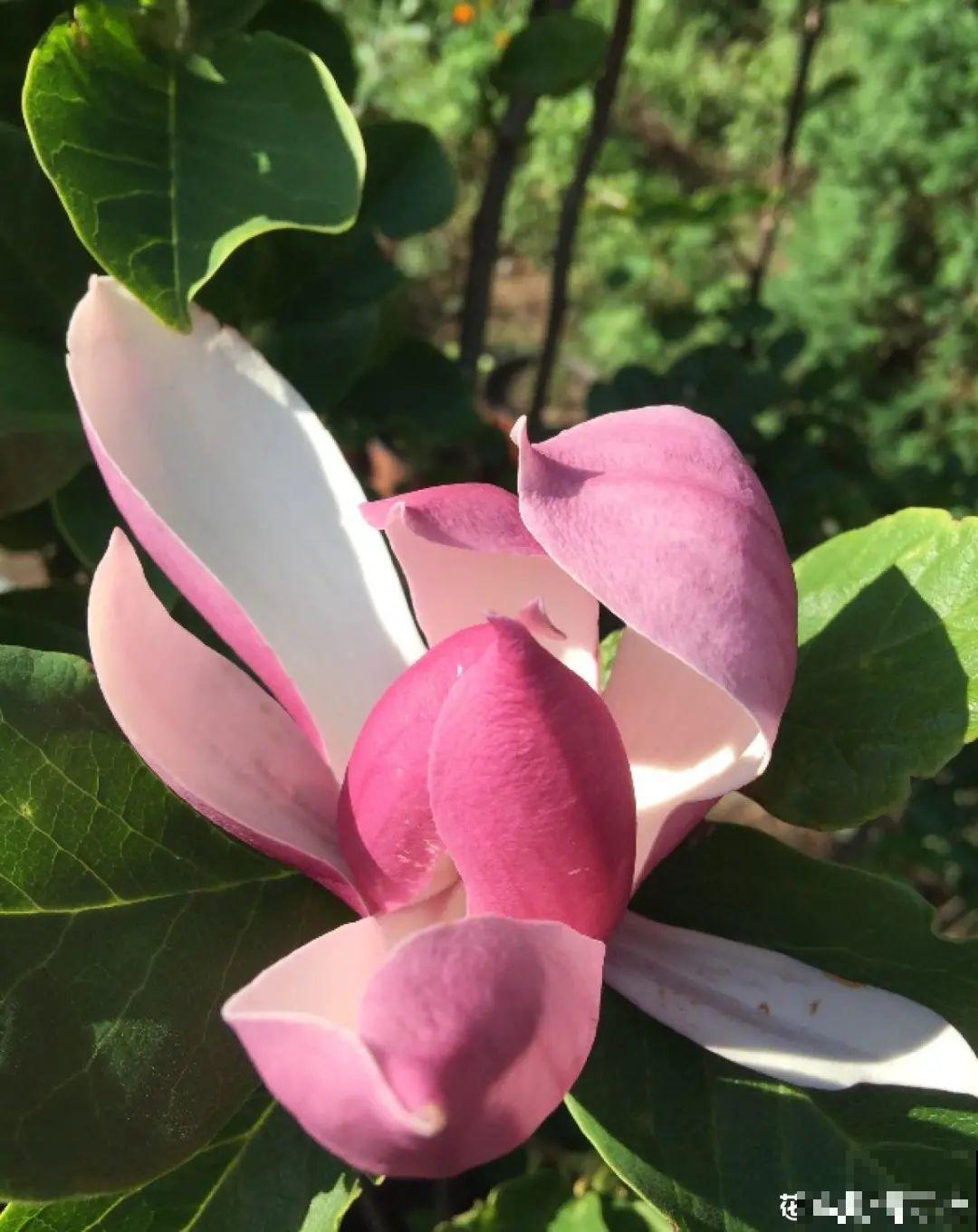 家里养8种“守家树”，红红火火特别旺运，镇宅好福气