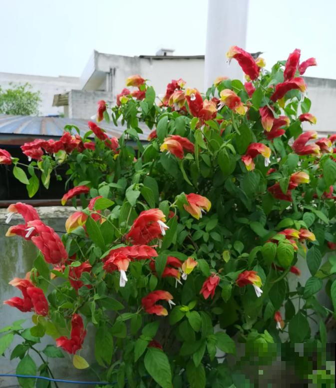 7种花养在家，可爱又个性，开花像小动物