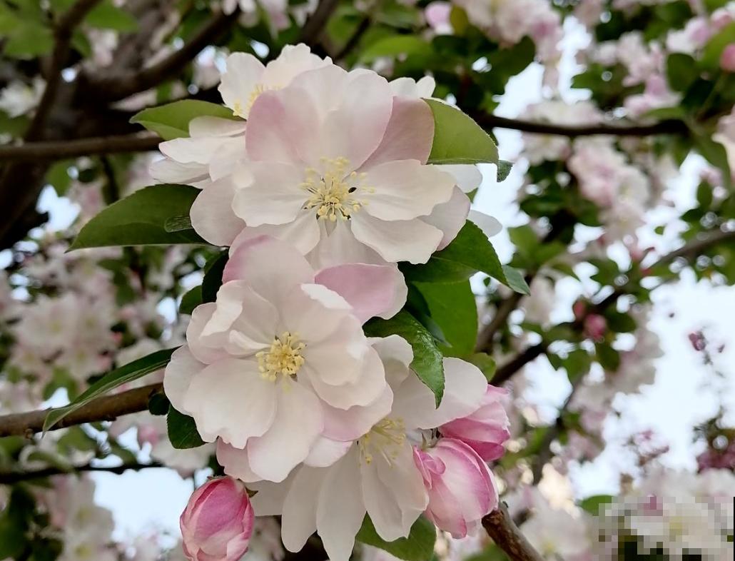 能室外过冬的7种植物,零下30度照样能活,冬天养很皮实 能室外过冬的7种植物,零下30度照样能活,冬天养很皮实