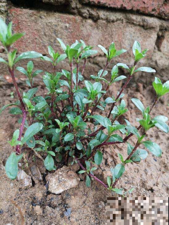 自制养花杀虫水，效果好没污染，安全放心