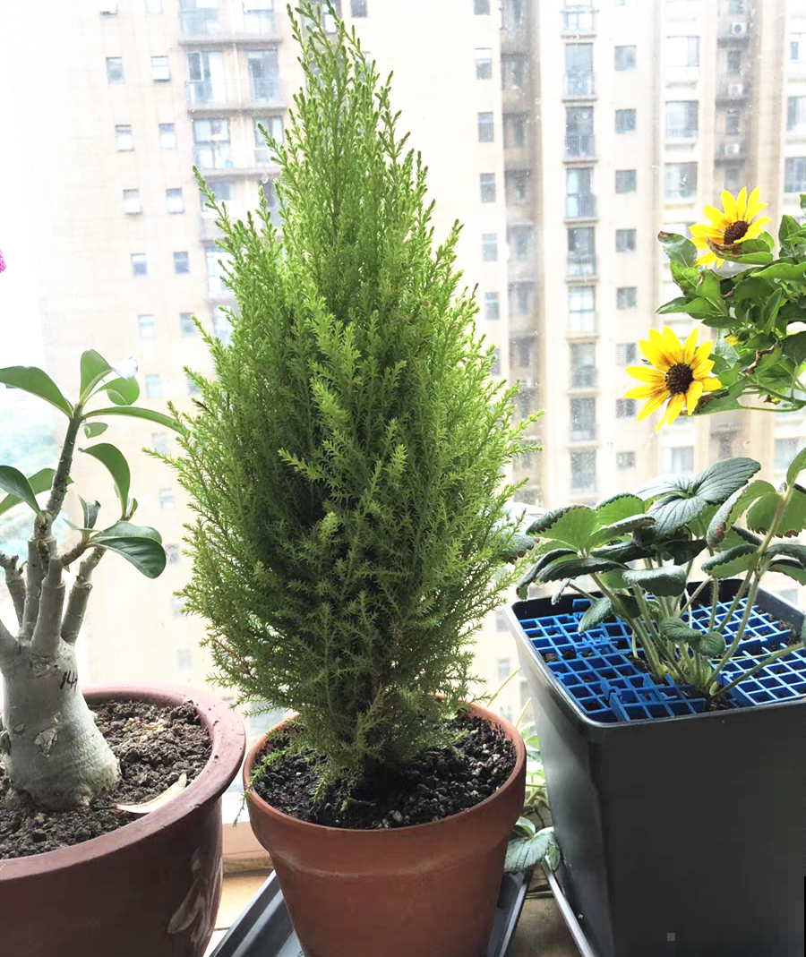 家里养一盆小香松,芬芳满室,满屋子都是高级香水味 家里养一盆小香松,芬芳满室,满屋子都是高级香水味