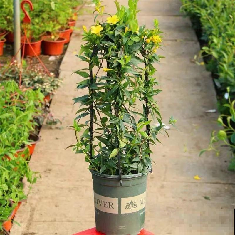 花量巨大的法国香水,被称作开花界“航空母舰”,花期能有大半年 花量巨大的法国香水,被称作开花界“航空母舰”,花期能有大半年