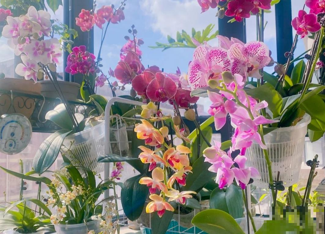 5种“好运花”，家里没光也能开花爆盆，适合养在客厅