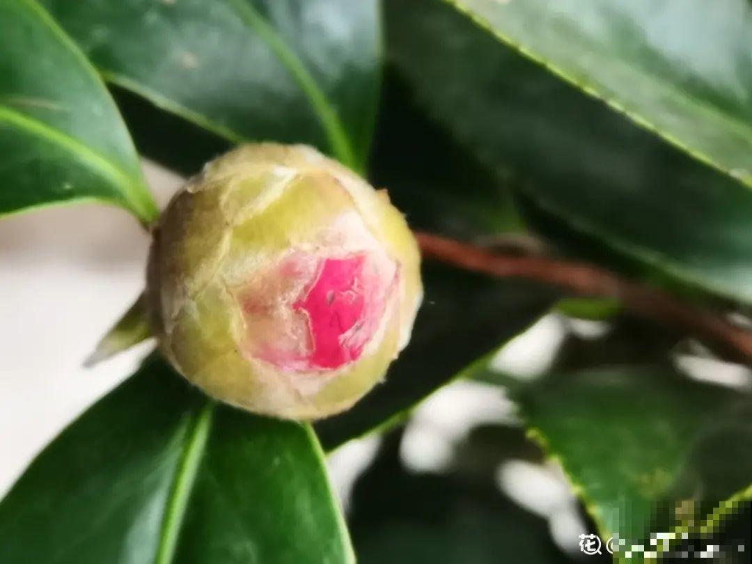 冬天常见的茶花，6个“毛病”经常犯，真难养