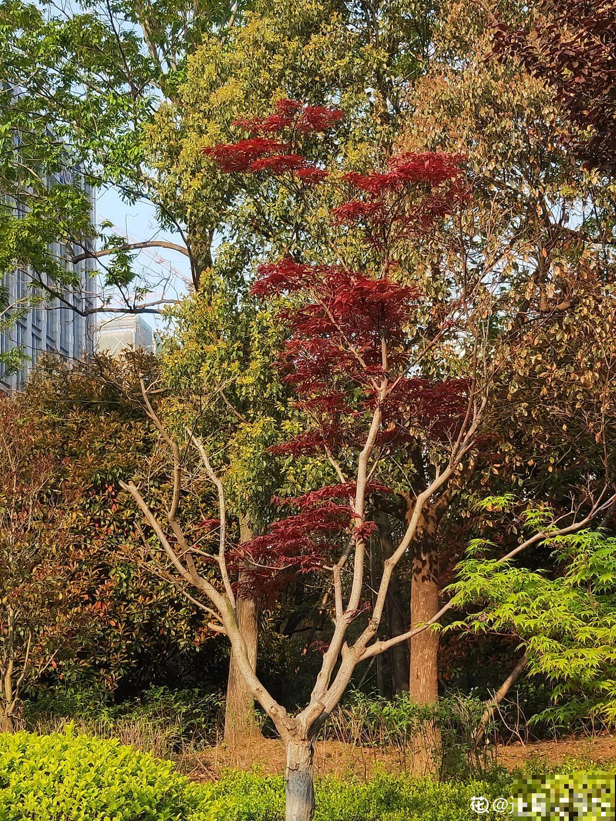 上古神话里的植物，比如王母娘娘的蟠桃树，还有一种花你也能养