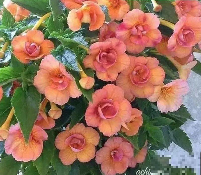 长筒花是“室内花量王者”，没光也能开爆盆，阳台党福音