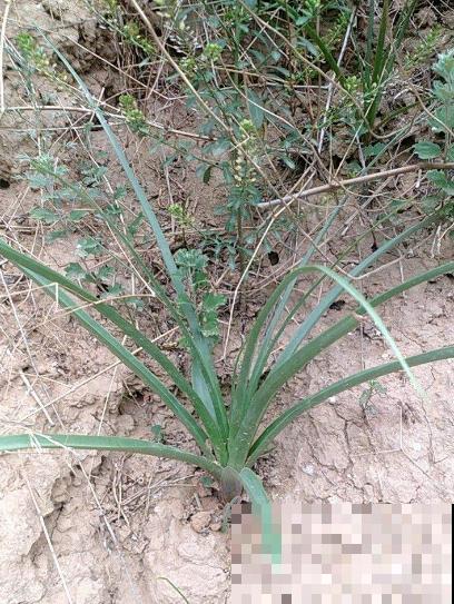 东北花虽少，但中草药一抓一大把，价值一下子就上去了