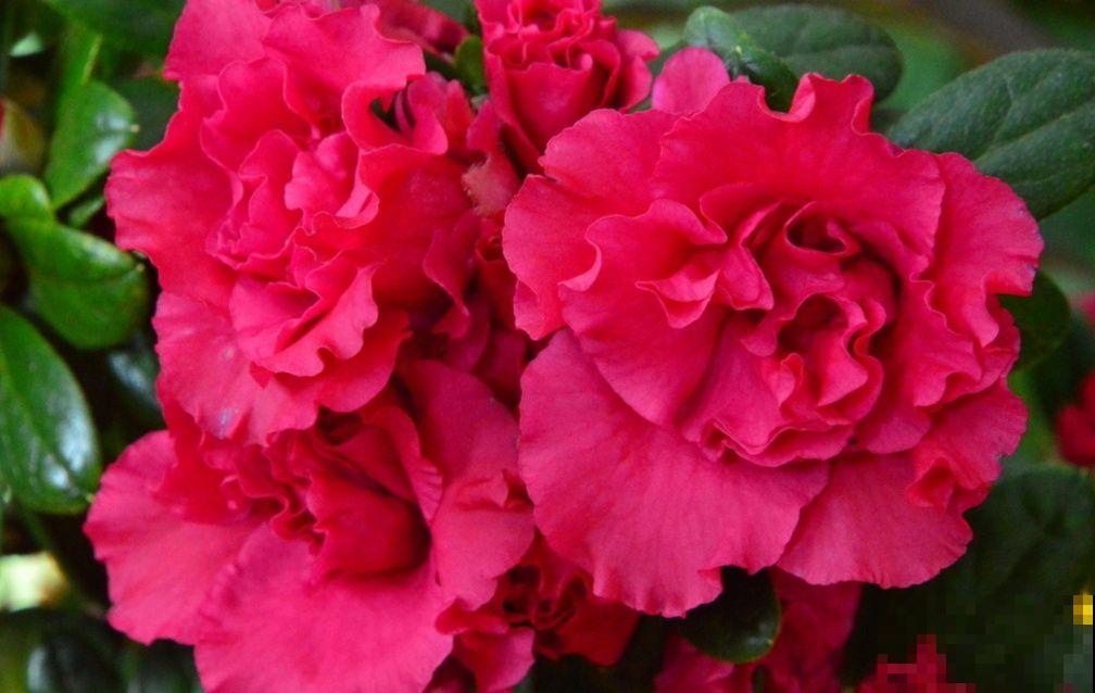 秋天常见的60种花，最全花卉图谱，收藏起来慢慢看