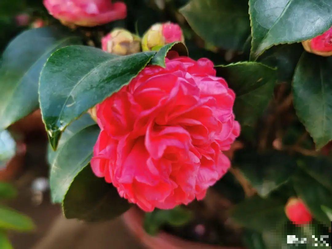 冬天常见的茶花，6个“毛病”经常犯，真难养